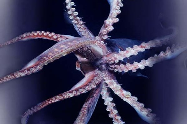 Kraken ссылка kraken clear com